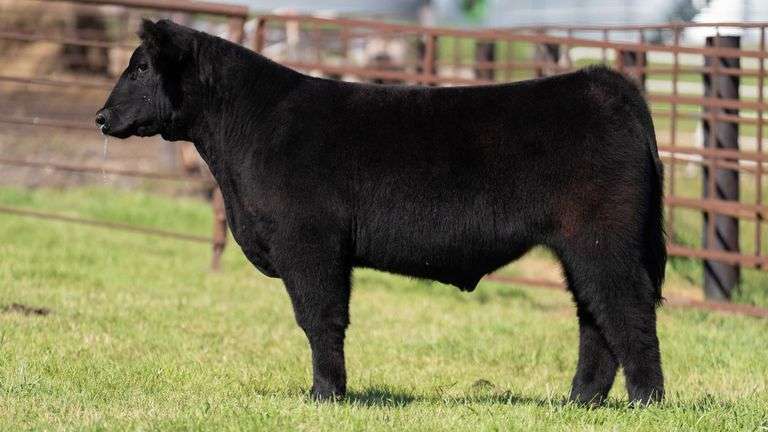FRYE TAG 8 STEER
