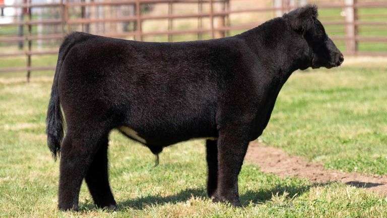 WEDIG TAG 6 STEER