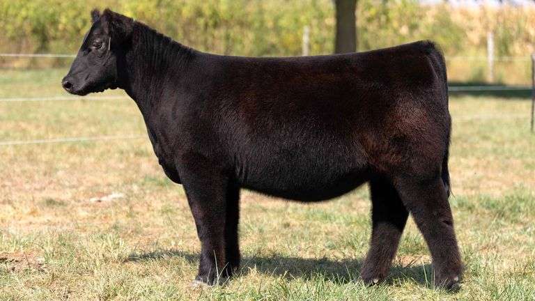 FOUT TAG 7 HIGH MAINE HEIFER