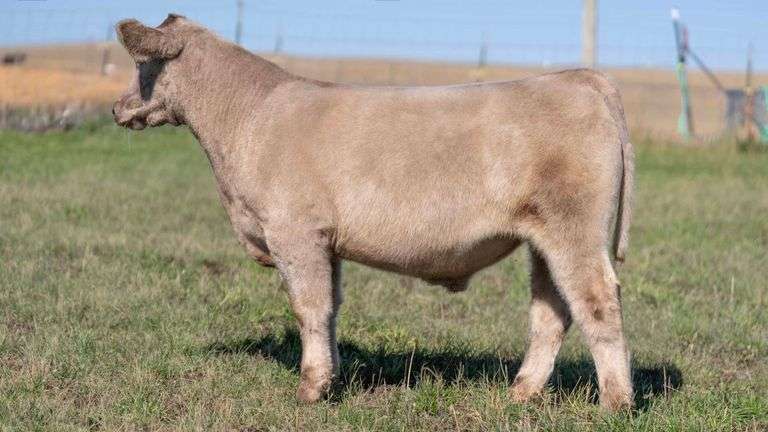 HOCKADAY TAG 705 STEER