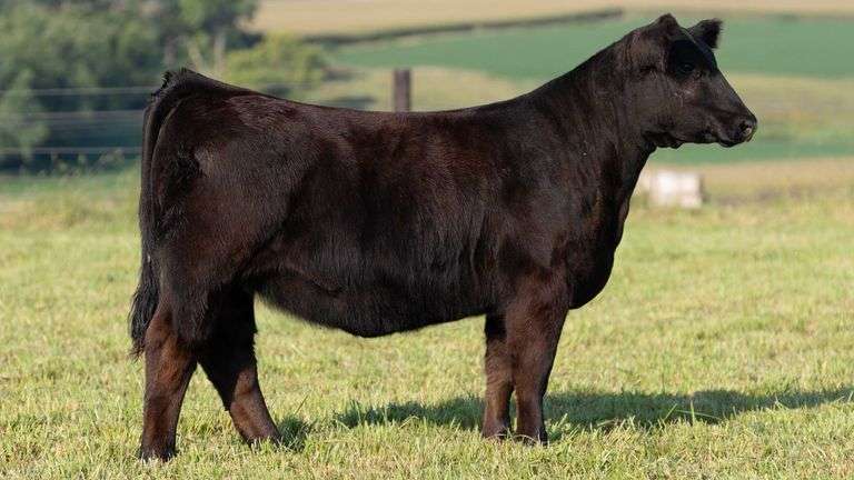 STREIT TAG 62 HEIFER