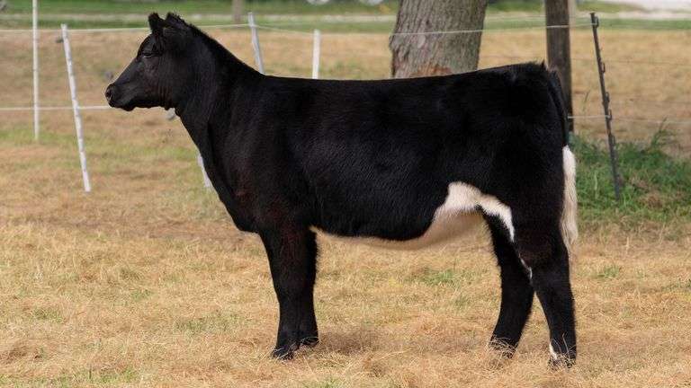 HILBERT TAG 26 HEIFER