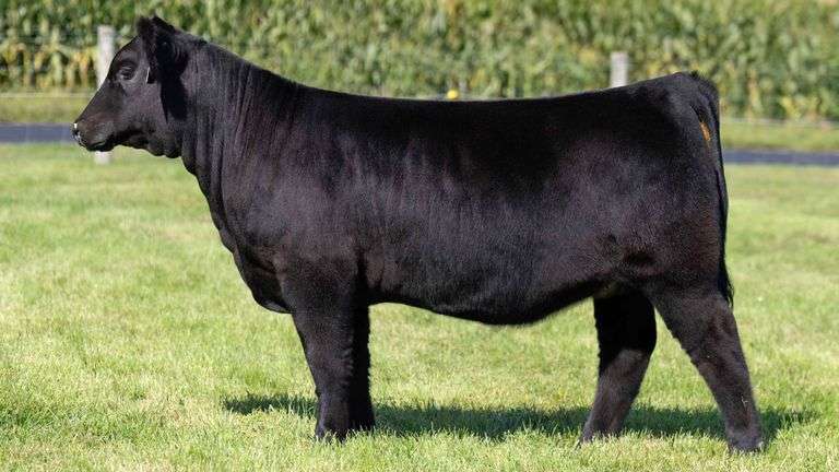 HENSCHLER TAG 114 HEIFER