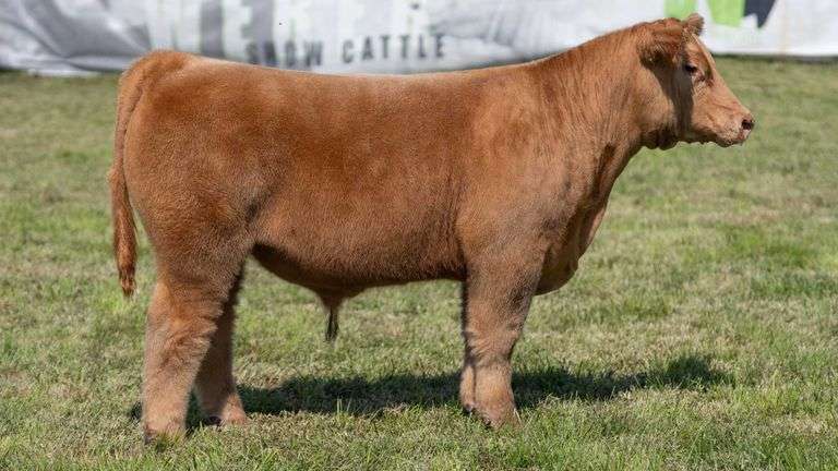WEBER TAG 204 STEER