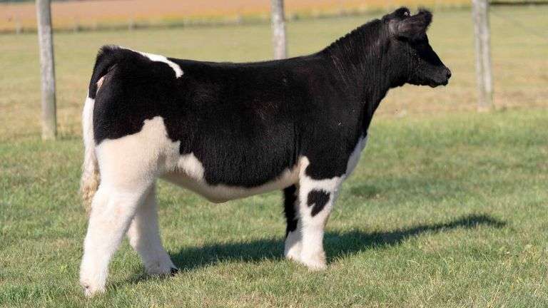 MCCULLOUGH TAG 13 HEIFER