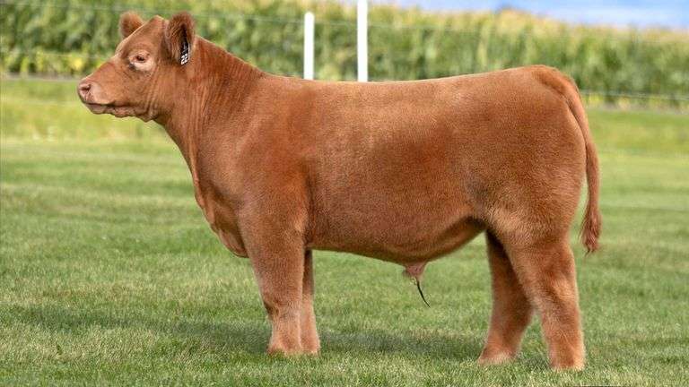 LORENTZ TAG 22 STEER