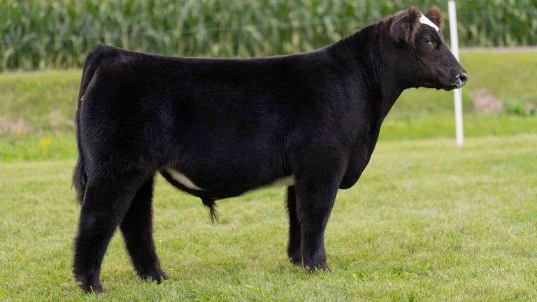 LORENTZ TAG 21 STEER