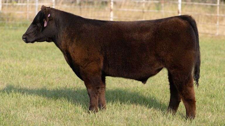 FORMAN BOOT CREEK TAG 12  STEER