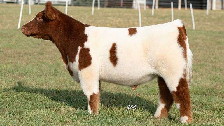 MITTAG TAG 1 STEER