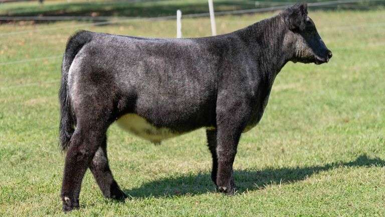 ARMSTRONG TAG 6 STEER