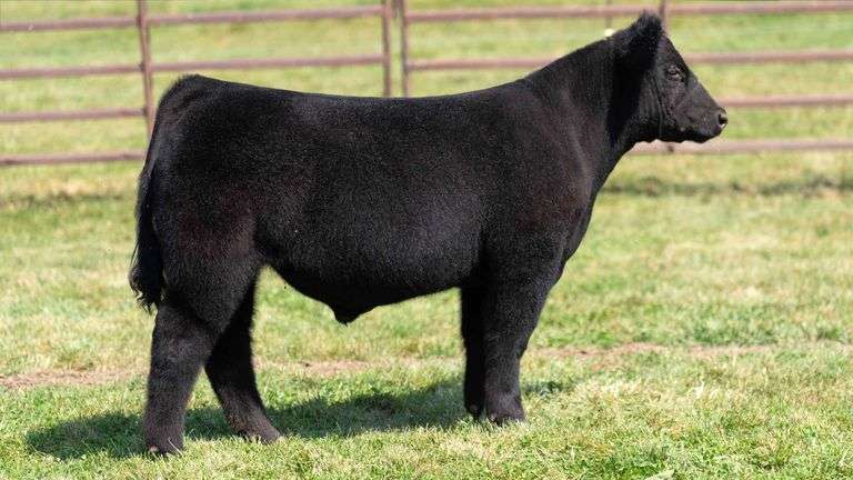 WEDIG TAG 3 STEER