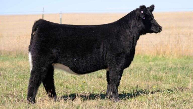 HOCKADAY TAG 95866 HEIFER