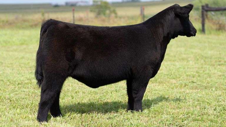 STREIT TAG 65 HEIFER