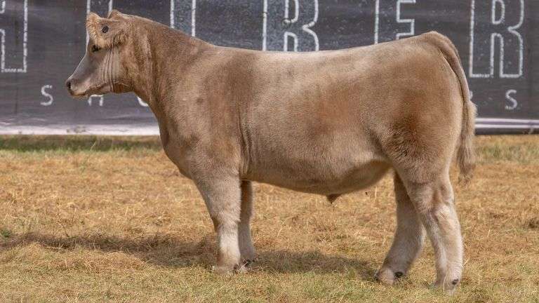 HILBERT TAG 13 STEER