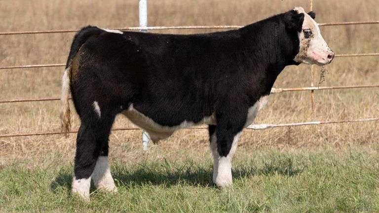 FORMAN BOOT CREEK TAG 16  STEER