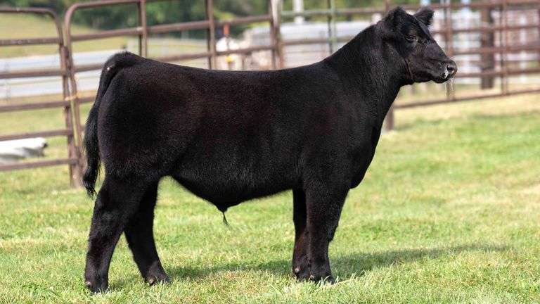 WEDIG TAG 12 STEER