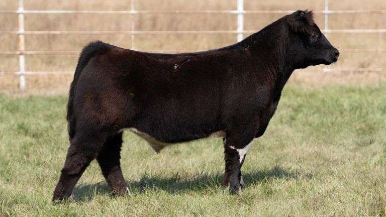 FORMAN BOOT CREEK TAG 6  STEER