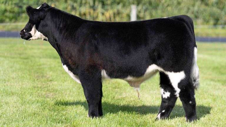 HENSCHLER TAG 111 STEER