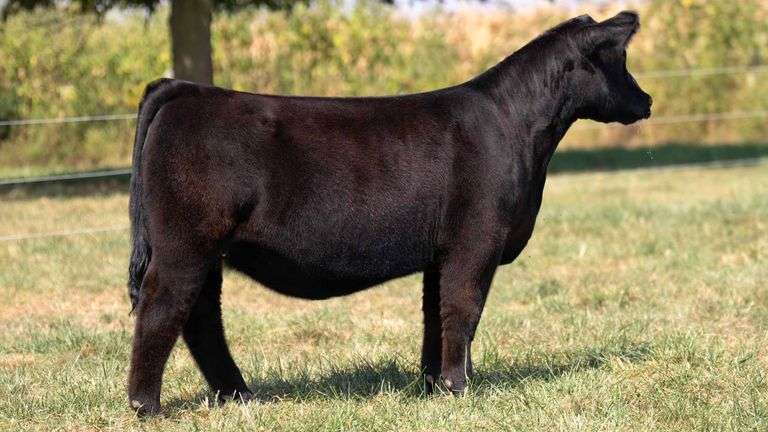 FOUT TAG 12 PB SIMMENTAL HEIFER