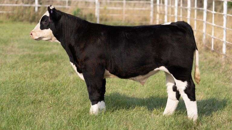 FORMAN BOOT CREEK TAG 24  STEER