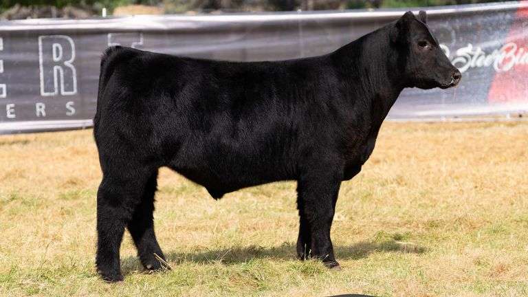 HILBERT TAG 10 STEER