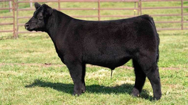 WEDIG TAG 18 STEER