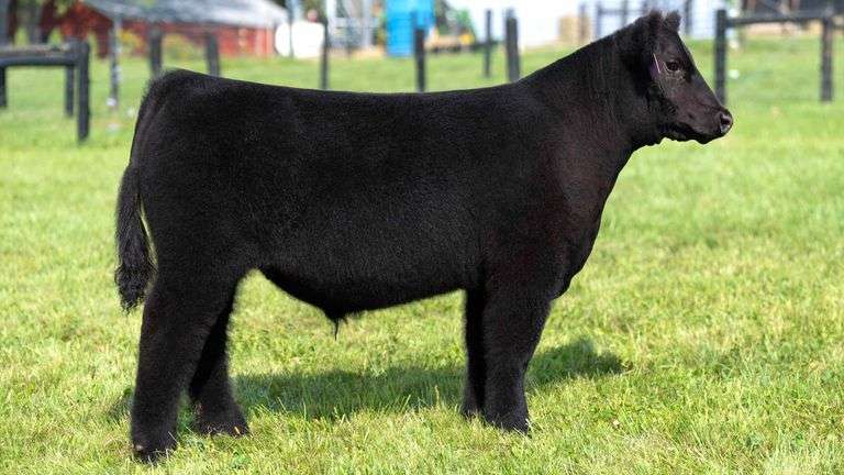 GEFFERT TAG 11 STEER