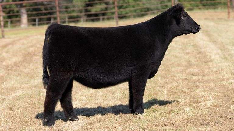 CRALL TAG 102 HEIFER