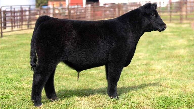 WEDIG TAG 20 STEER