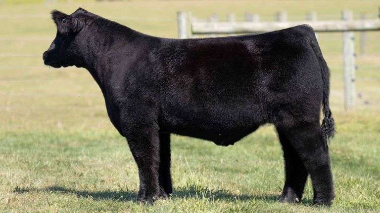 MCCULLOUGH TAG 12 STEER