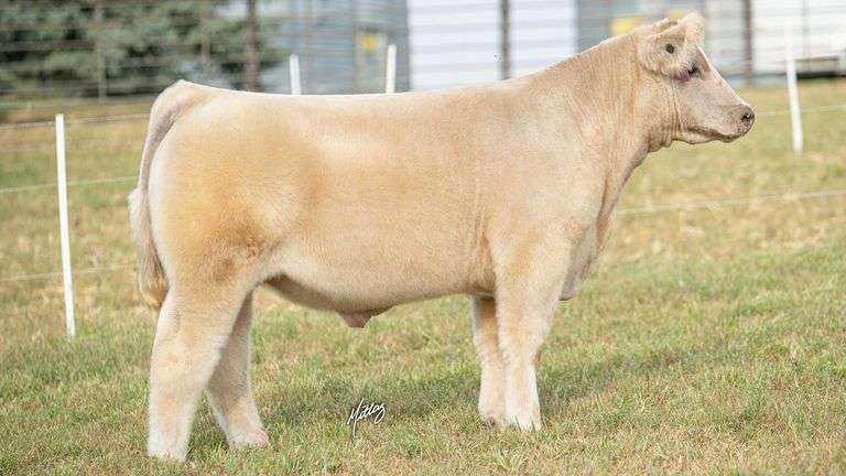 MITTAG TAG 2 STEER