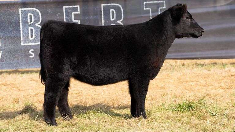 HILBERT TAG 25 HEIFER