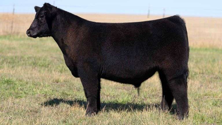 HOCKADAY TAG 469 STEER
