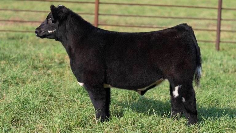 SMITH TAG 45 STEER