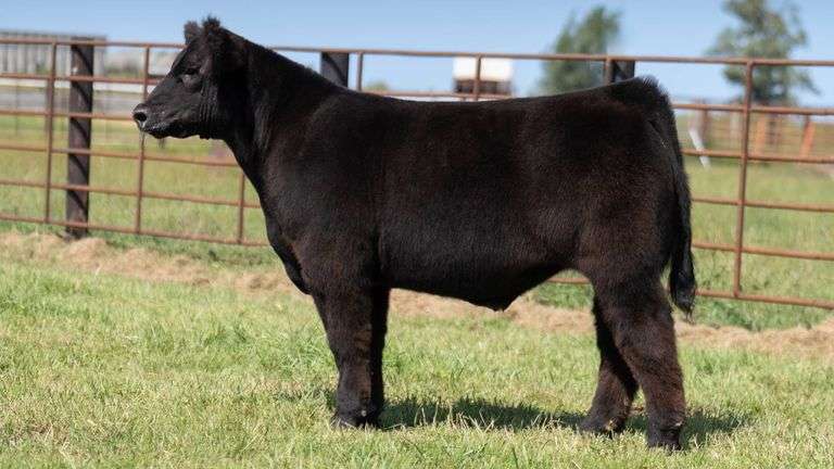 FRYE TAG 2 STEER