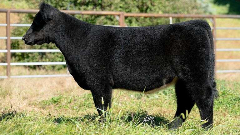 BEESON TAG 11 HEIFER