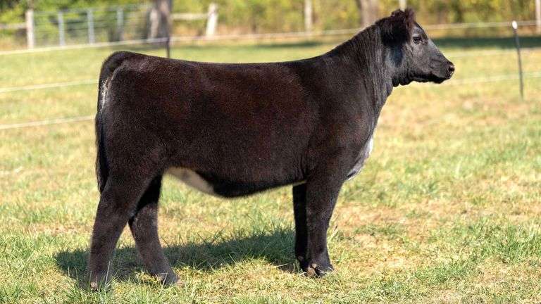 FOUT TAG 11 SHORTHORN-PLUS HEIFER