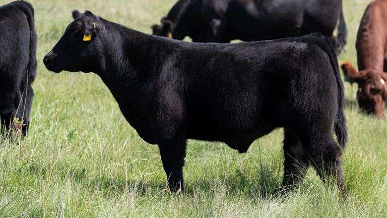 LARSON TAG 0742 STEER