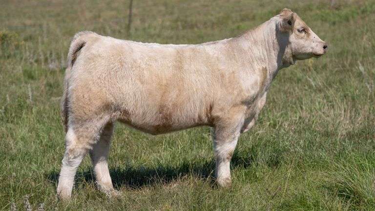 LARSON TAG 5811 HEIFER