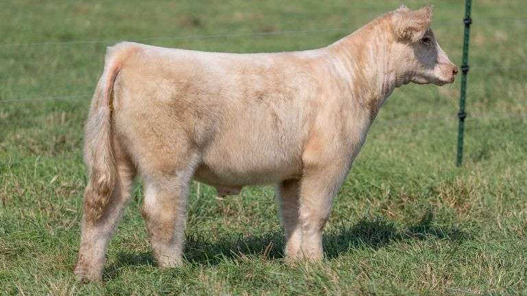 SMITH TAG 70 STEER