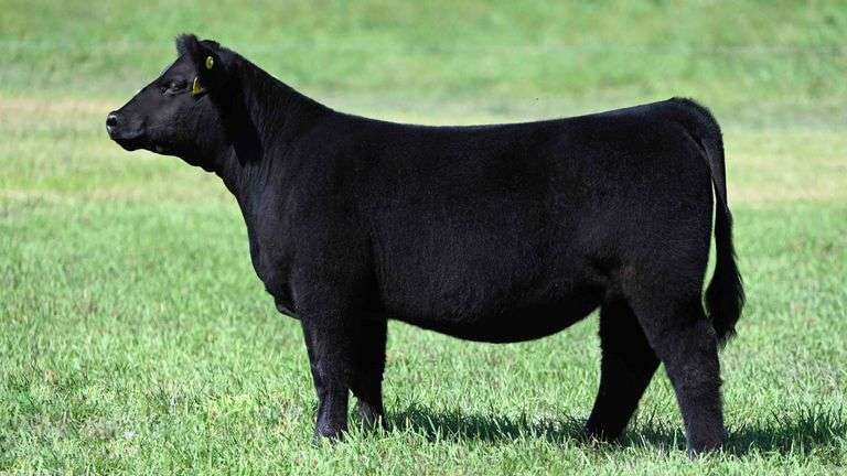 BOESL TAG 42 HEIFER