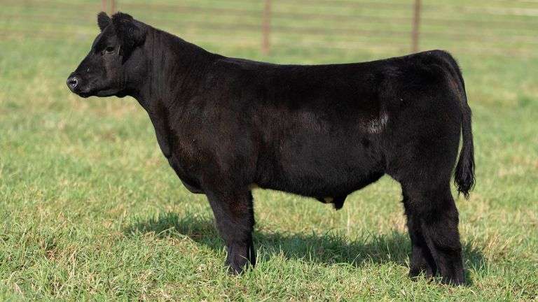 SMITH TAG 38 STEER