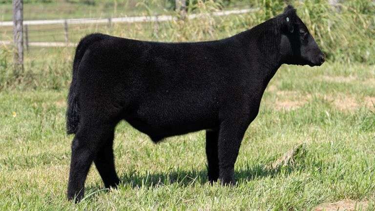 CHIDESTER TAG 806 STEER