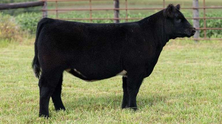 STREIT TAG 54 HEIFER