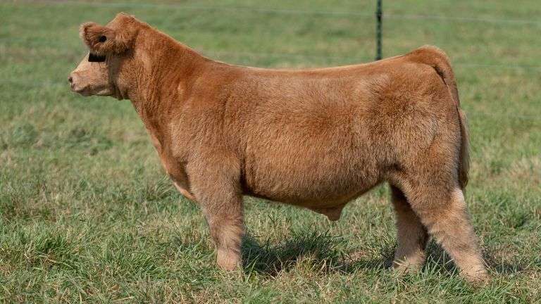 SMITH TAG 64 STEER