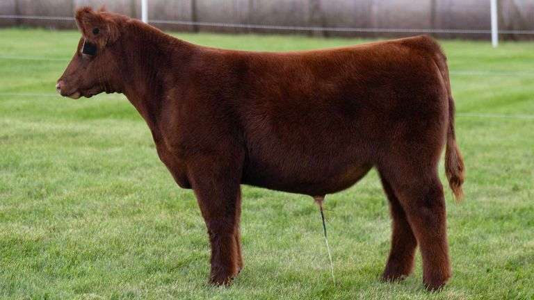 LORENTZ TAG 24 STEER