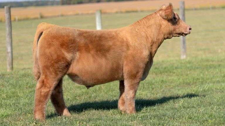 MCCULLOUGH TAG 6 STEER