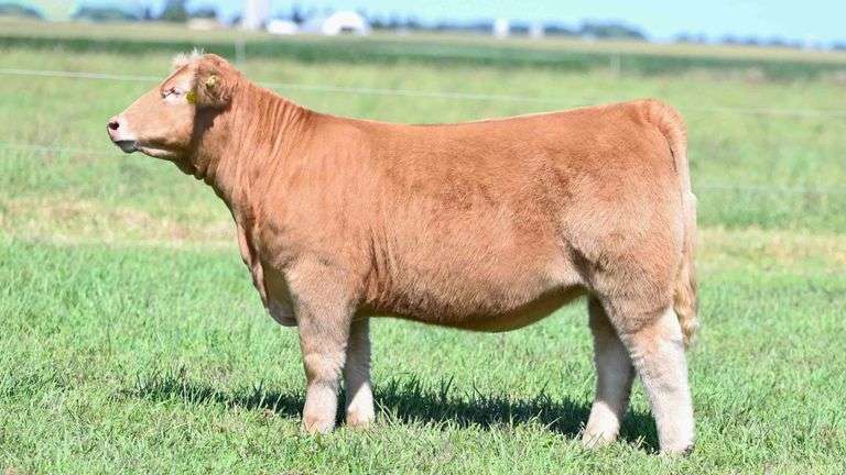 BOESL TAG 45 HEIFER