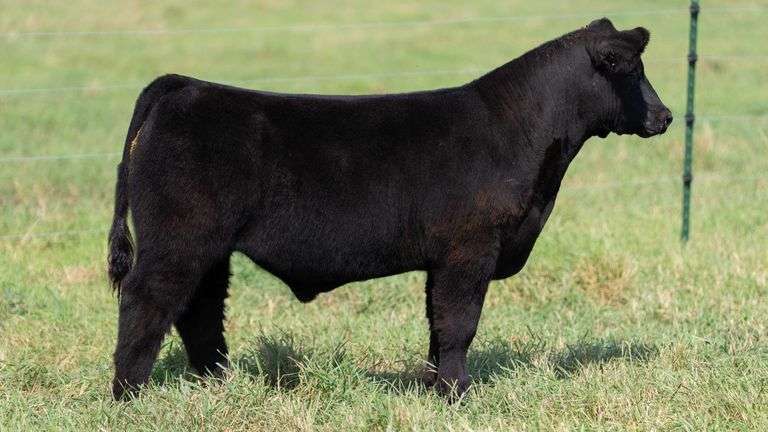 SMITH TAG 28 STEER