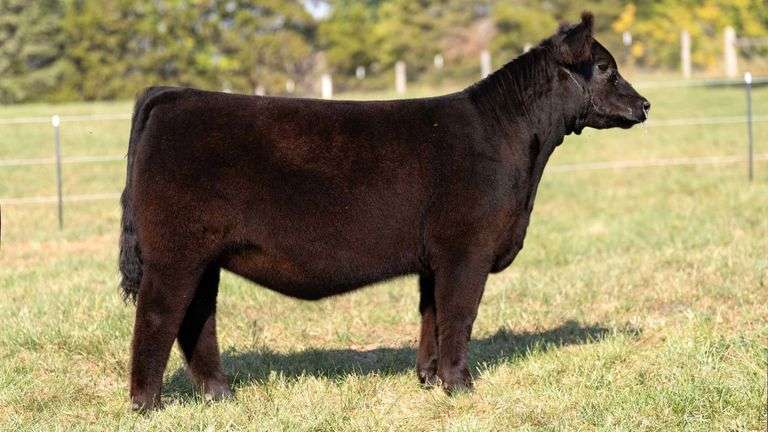 FOUT TAG 15 SIM-SOLUTION HEIFER